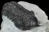 Bargain, Morocconites Trilobite Fossil - Morocco #127473-3